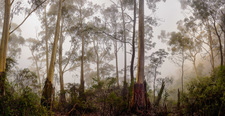 BMP121 Blue Mountains Ash [Eucalyptus Oreades]